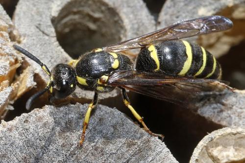 Symmorphus murarius